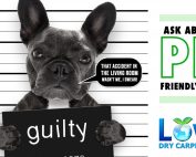 pet stain removal Napa Vacaville Woodland